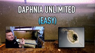 How I Raise Daphnia Water Fleas And You Can Too [upl. by Droffilc]