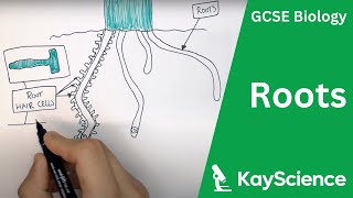 Root Adaptations  GCSE Biology  kaysciencecom [upl. by Inalaek]