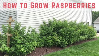 How to Start Growing Raspberries Compilation [upl. by Akiram]