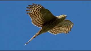 Sparrowhawk Bird Call Bird Song [upl. by Otxis345]