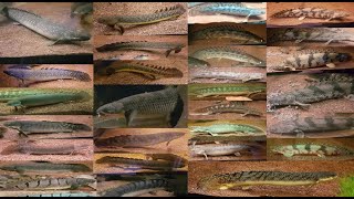 Feeding every BichirPolypterus species [upl. by Eldridge]