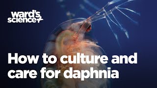 Caring and Culturing for Daphnia [upl. by Adaval322]