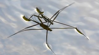 Water strider  walking on water [upl. by Anesuza]