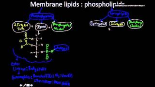 Membrane lipids Phosphoglycerides and sphingomyelin [upl. by Leaper]