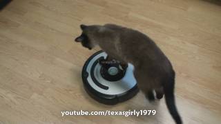 Cat shows HOW TO use iRobot Roomba Vacuum [upl. by Heall]