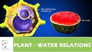 PLANT WATER RELATIONS [upl. by Eirak]