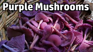 Amethyst Deceiver Mushrooms  Foraging amp Cooking [upl. by Ardnal]