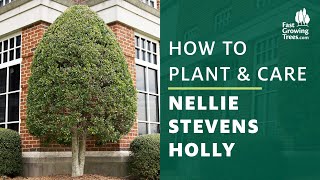 Nellie Stevens Holly  How to Plant amp Care [upl. by Ecirtra]