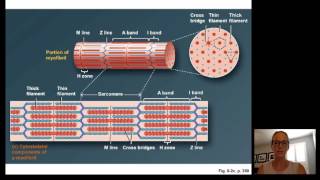 Lecture15 Muscle Physiology [upl. by Assecnirp]