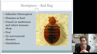 Hemiptera Heteroptera Juniors Intermediates AND Seniors [upl. by Eellek]