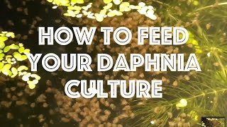 How To Feed Your Daphnia Culture [upl. by Karlin]