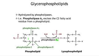 Membrane lipids glycerophospholipids and sphingolipids [upl. by Lerat]