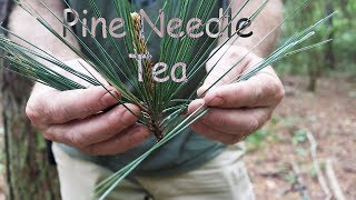 Pine Needle Tea A StepbyStep Guide [upl. by Eilrahs]