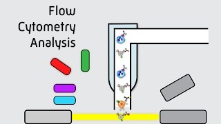 Flow Cytometry Analysis [upl. by Tihom105]