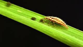 Green lacewing larvae vs bird cherryoat aphid [upl. by Marris]