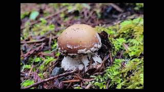 January Mushroom Foraging [upl. by Sykes992]