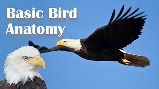 Basic Bird Anatomy [upl. by Enowtna]