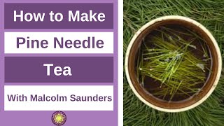 How to Make Pine Needle Tea  plus other questions answered [upl. by Harriott697]