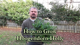 How to grow Hoogendorn Japanese Holly Low Dome Shaped Evergreen Shrub [upl. by Ettennaej]