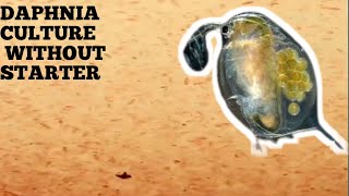 HOW TO CULTURE DAPHNIA NATURALLY WITHOUT A STARTER [upl. by Stock970]