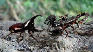 Scorpion vs beetle  Who will be the winner  Scorpion hunting beetle [upl. by Sheffy]