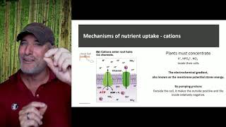 Nutrient uptake in plants [upl. by Yerok]