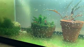 Daphnia Culturing Snails or no snails [upl. by Afatsum]