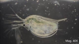 Daphnia magna under the Microscope [upl. by Schwartz]