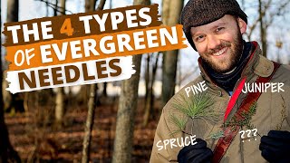 Identify Trees by the Needles Pine Spruce Juniper and more [upl. by Tobye]