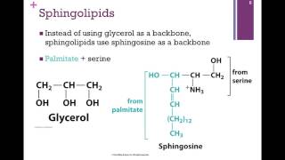 053Phospholipids amp Sterols [upl. by Jasisa]