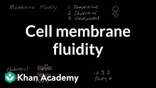 Cell membrane fluidity  Cells  MCAT  Khan Academy [upl. by Rentschler]