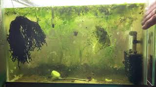 Scuds Daphnia Cherry Shrimp Copepods My aquatic food culture [upl. by Liamsi]