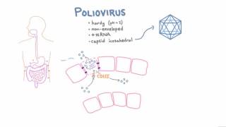 Polio Pathophysiology [upl. by Lauhsoj102]