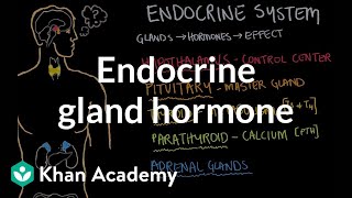 Endocrine gland hormone review  Endocrine system physiology  NCLEXRN  Khan Academy [upl. by Essinger]