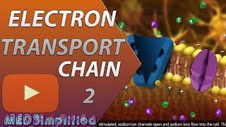 Electron Transport Chain ETC Part 2 [upl. by Oeniri478]