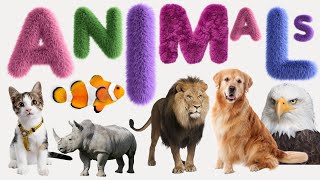 Animal  List of Animals  Name of Animals  500 Animals Name in English from A to Z [upl. by Sawyer]