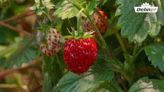 Wachstum der Erdbeere 🍓 von der Blüte zur Frucht in Zeitraffer 🐝 Pflanzenwachstum [upl. by Ennahtur]