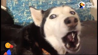 ANGRY Husky Cant Resist Singing Her Favorite Song  The Dodo [upl. by Meda]