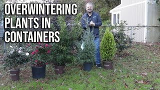 How to Winter Protect Plants in Containers [upl. by Avitzur]