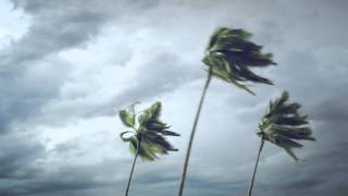 Palm Trees On Wind [upl. by Ylevol]