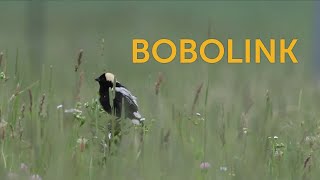 Bobolink [upl. by Nonnahsed]