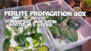 Best Plant Rooting Method Perlite  Plant Updates Maintenance And Potting [upl. by Peedus]