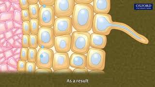 Animation 103 Absorption of water in plants [upl. by Yekciv]