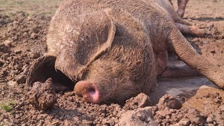 Mud wallowing fun for our rescued pigs 🐷💦 [upl. by Warfourd]