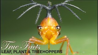 True Facts Leafhoppers and Friends [upl. by Desberg]