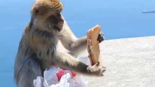 ►Sandwichmonkey◄ Monkey stole and ate a sandwich [upl. by Gretal]