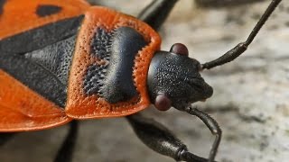 The Firebug  Pyrrhocoris Apterus [upl. by Lemuelah711]