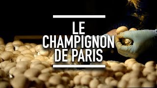 Le champignon de Paris  Reportage YouCook [upl. by Anelrad]