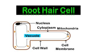 ROOT HAIR CELL amp Transport in plants [upl. by Tepper]