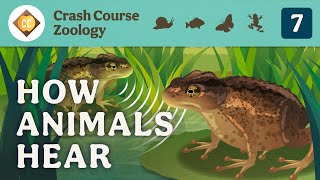 How Animals Hear Crash Course Zoology 7 [upl. by Pine285]